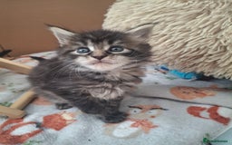 Maine Coon cats for sale: 💫Stunning Maine Coon Kittens 💫 - Image 7