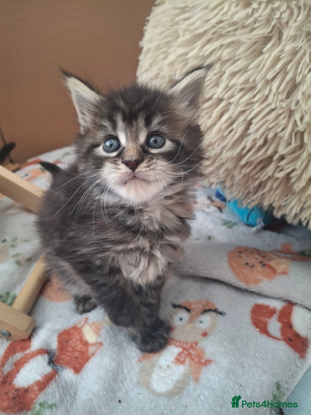 Maine Coon cats for sale: 💫Stunning Maine Coon Kittens 💫 - Image 7