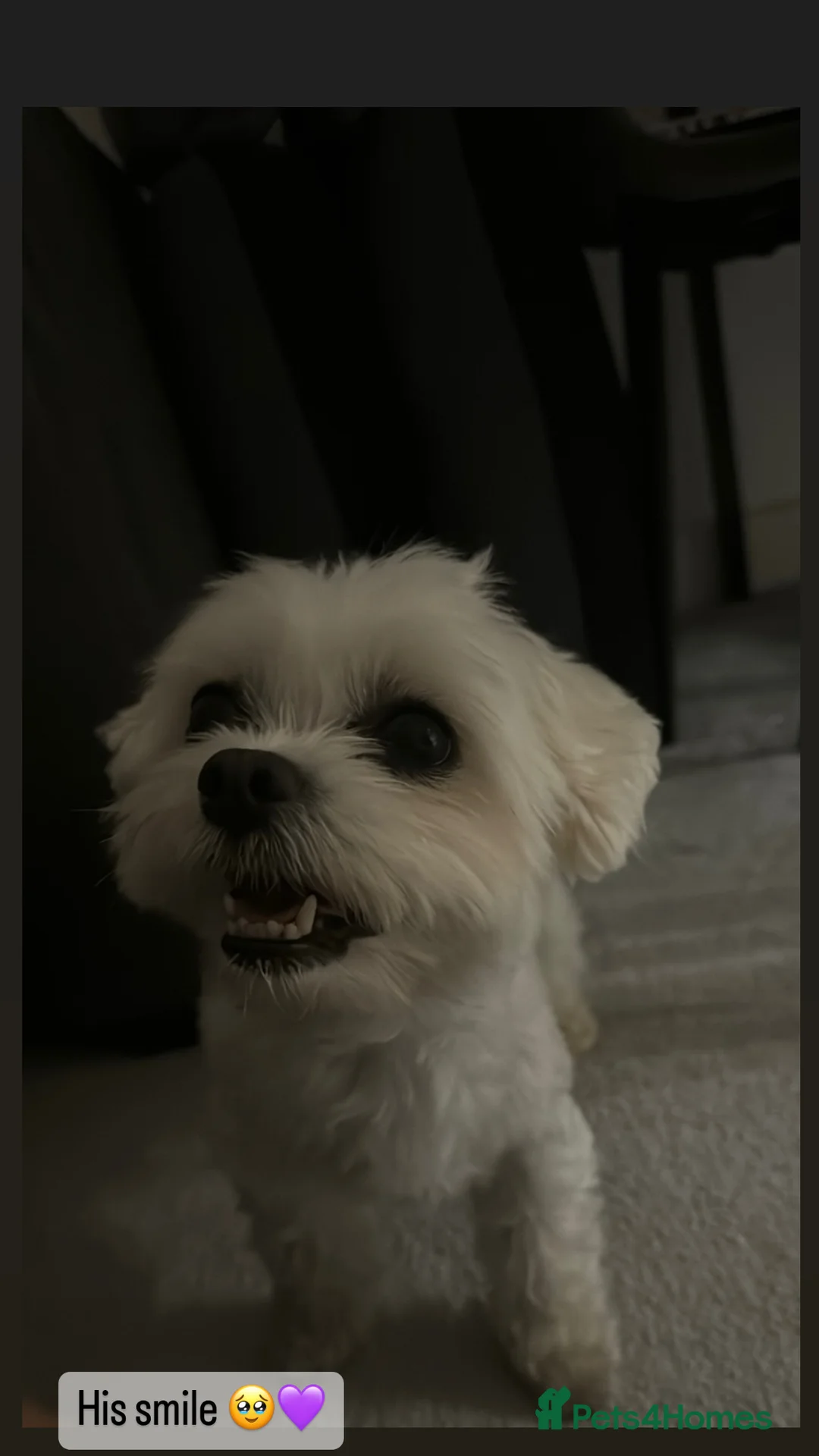 Maltese dogs for stud: beautiful tiny  Maltese boy for stud in Northampton - Advert 12