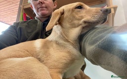 Labrador Retriever dogs for sale: 12 week old KC reg  lab bitch health tested  - Image 5