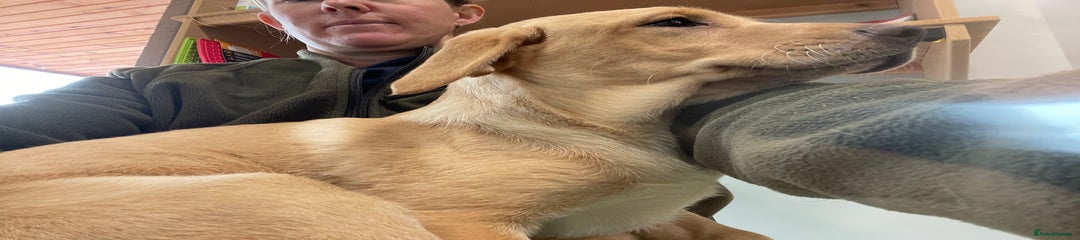 Labrador Retriever Puppy 1