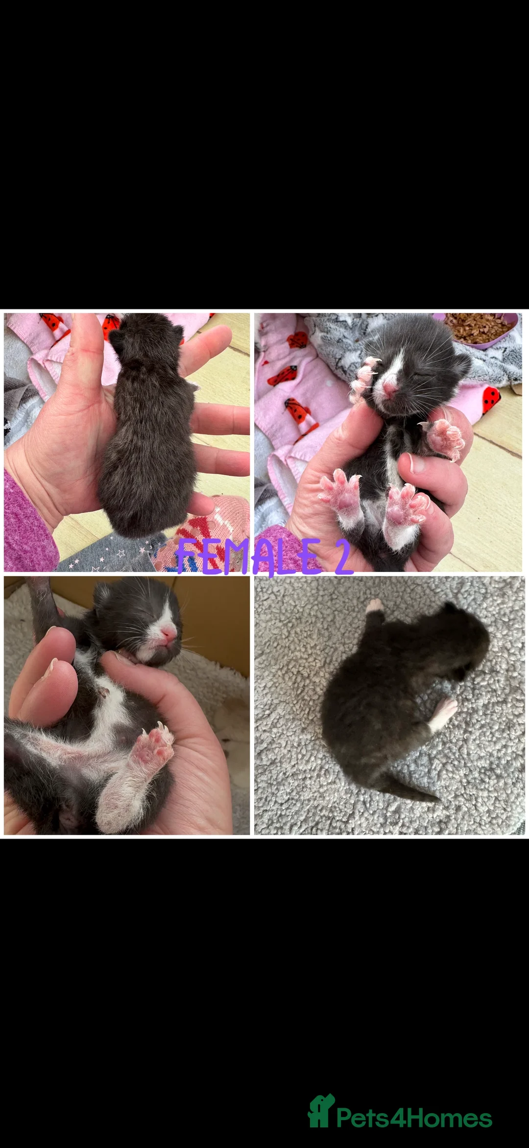 Siamese cats for sale: Siamese stunners  - Advert 2