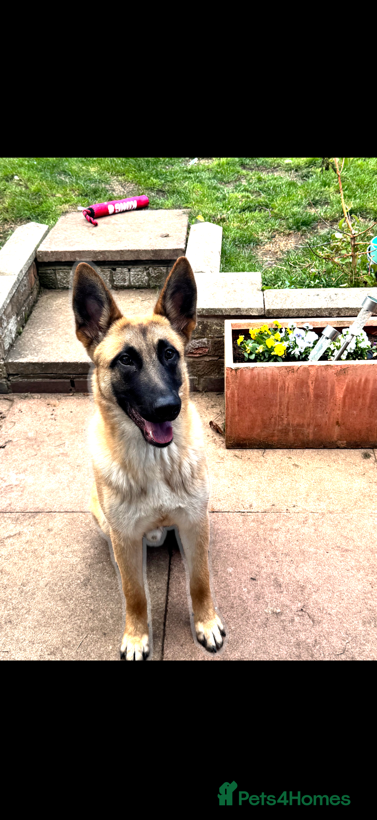 Mixed Breed dogs 1 year old male Dutch herder X German Shepherd - Advert 1