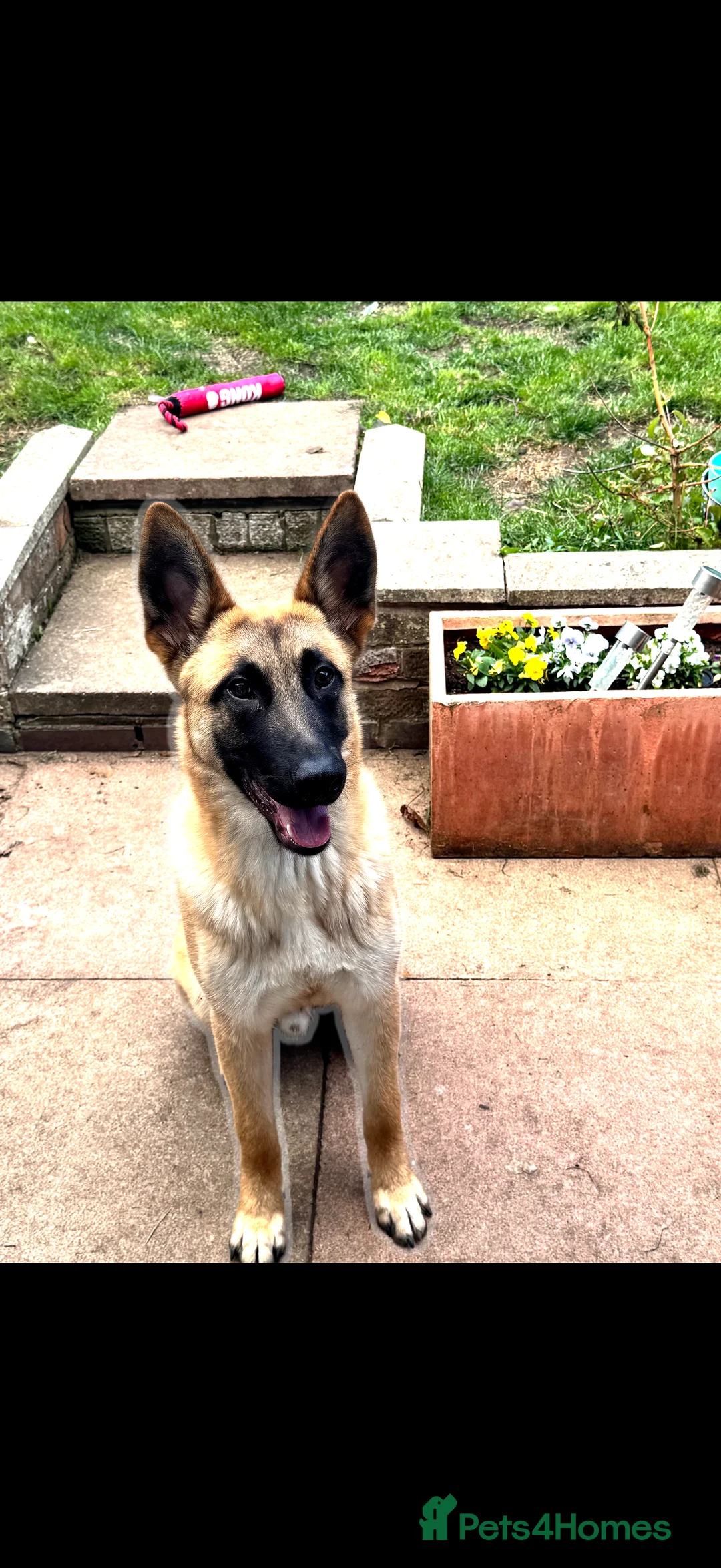 Mixed Breed dogs for sale: 1 year old male Dutch herder X German Shepherd - Advert 1
