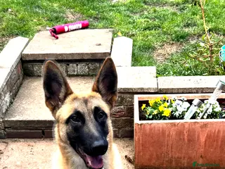 Mixed Breed dogs 1 year old male Dutch herder X German Shepherd - Advert 3