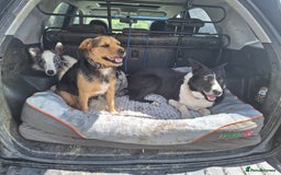 Patterjack dogs for stud: Jack Russell cross Patterdale for stud - Image 3