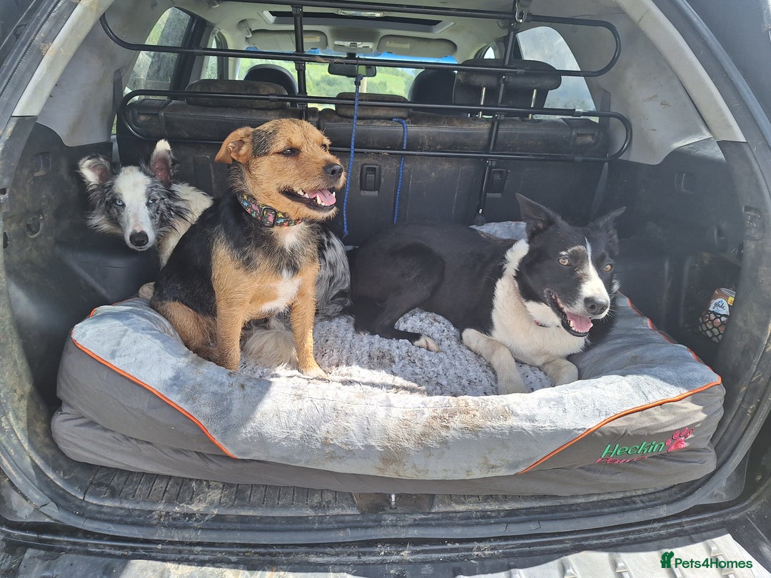 Patterjack dogs for stud: Jack Russell cross Patterdale for stud - Image 3