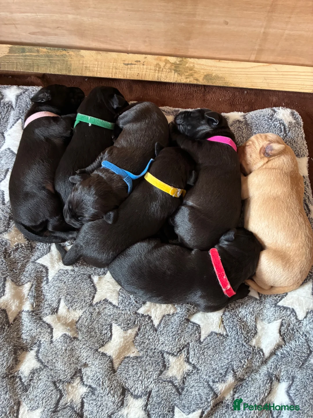 Labrador Retriever dogs for sale: Labrador puppies - Advert 1