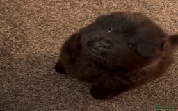 Chow Chow dogs for sale: One boy chow chow puppy  - Image 1