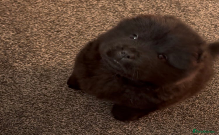 Chow Chow dogs - Advert 3