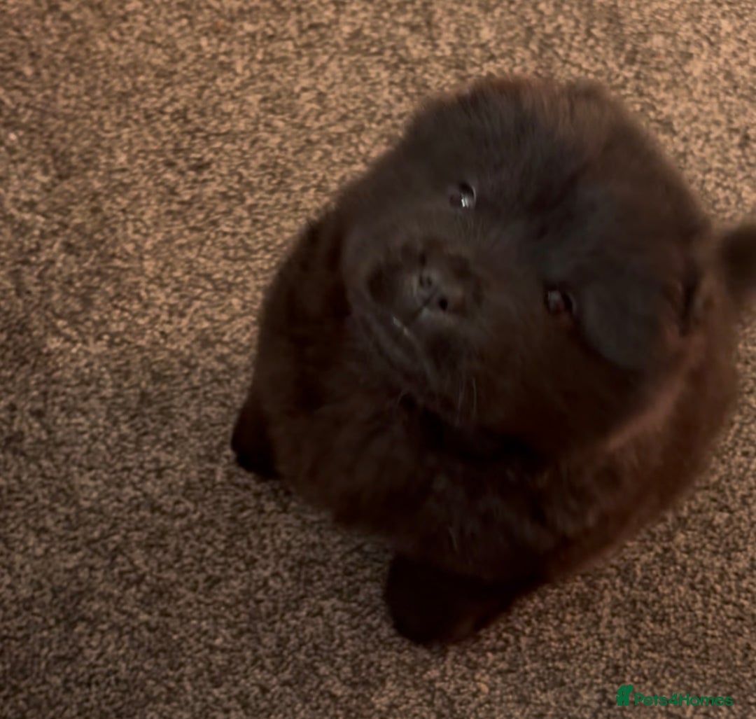 Chow Chow dogs for sale: One boy chow chow puppy  - Image 1