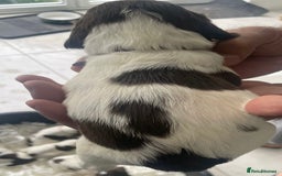 English Springer Spaniel dogs for sale: Beautiful Springer Spaniel working line - Advert 16