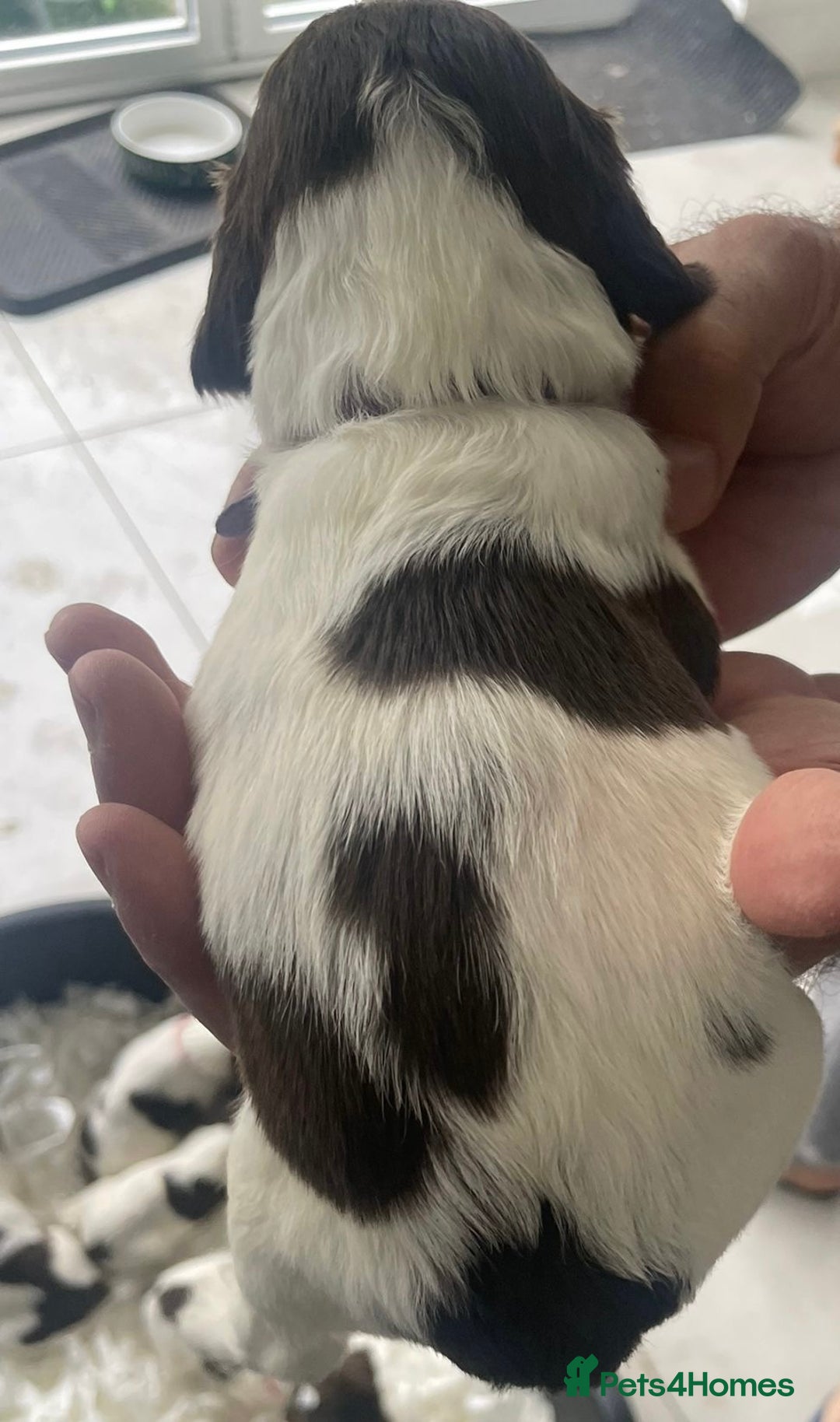 English Springer Spaniel dogs for sale: Beautiful Springer Spaniel working line - Advert 16