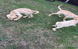 Golden Retriever dogs for sale: 3 beautiful golden retriever labs for sale - Image 5