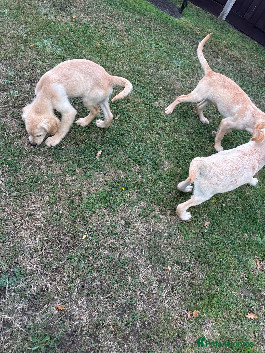 Golden Retriever dogs for sale: 3 beautiful golden retriever labs for sale - Image 5