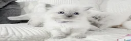 Ragdoll cats for sale: Blue Point Ragdoll Kittens for sale - Advert 22