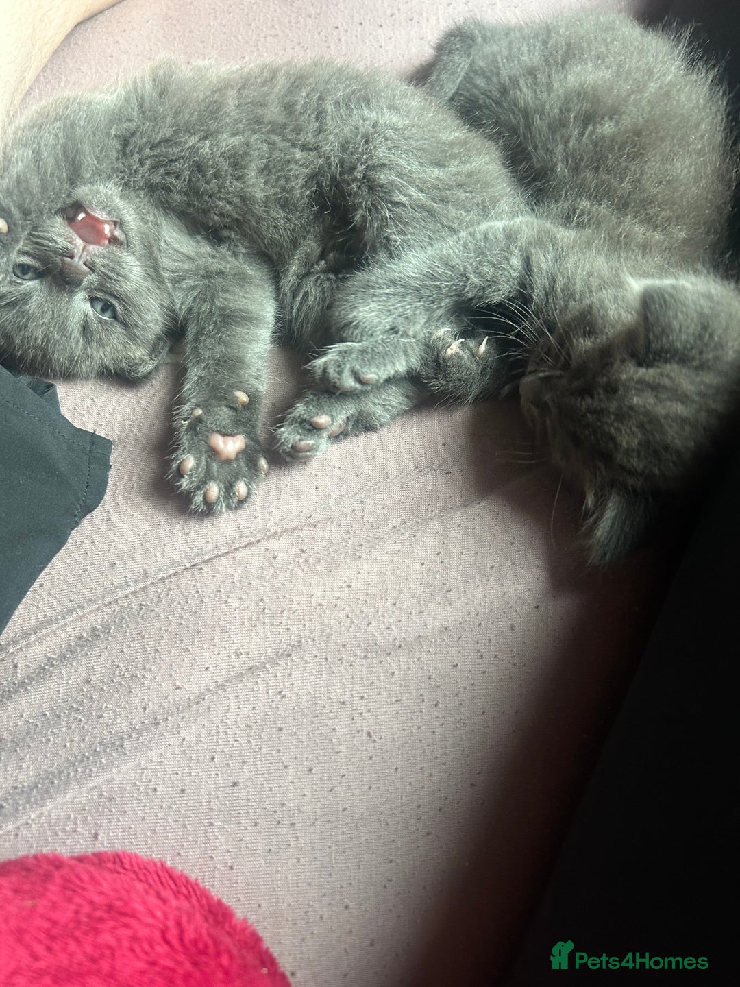 Ragdoll cats for sale: 2 adorable 1/4 ragdoll kittens available  - Image 6