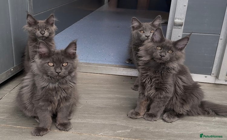 Maine Coon cats - Advert 15