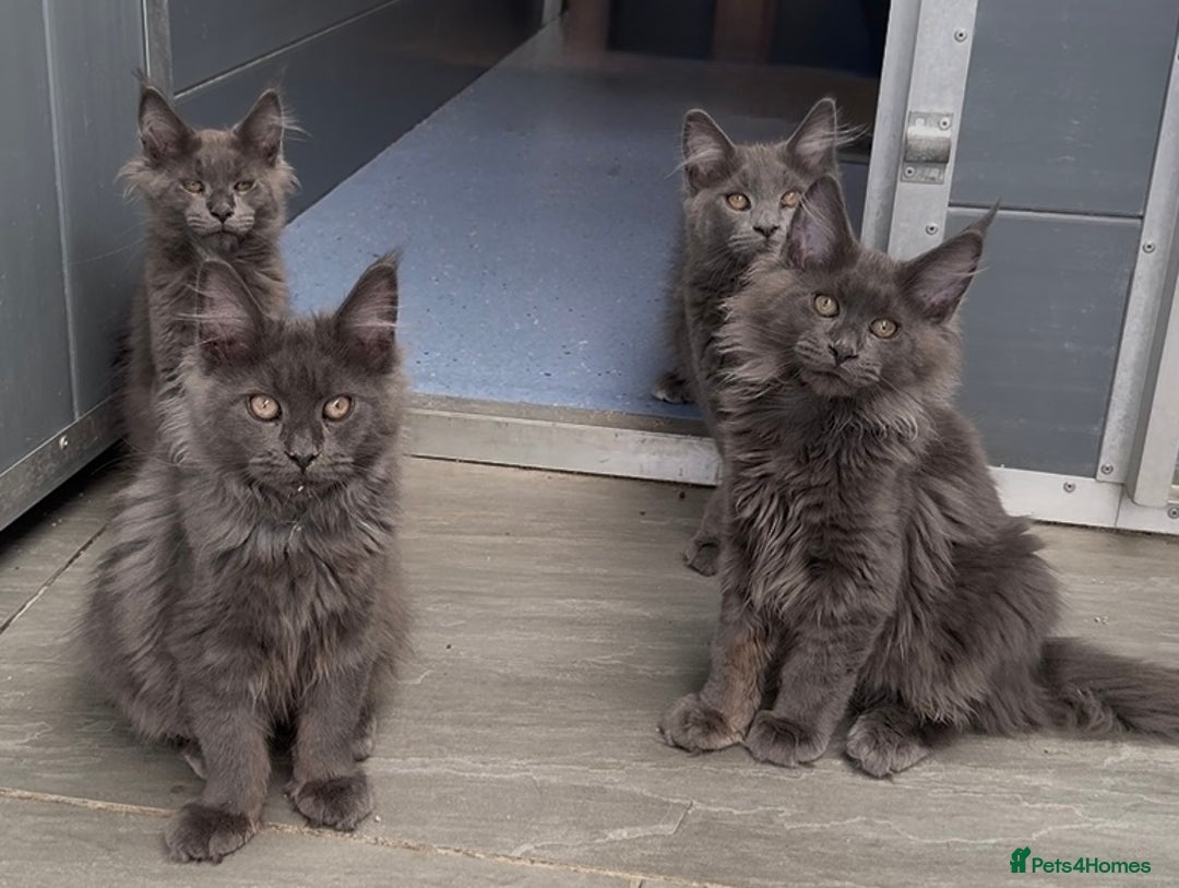 Maine Coon cats for sale:  XL maine coon kittens Russia bloodlines Ready Now - Image 1