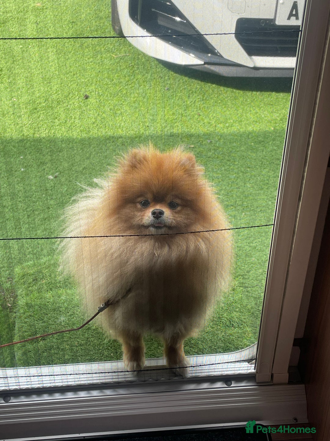 Pomeranian dogs for sale: Beautiful Pomeranian girl  - Advert 2