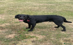 Labrador Retriever dogs for sale: Black Lab - Image 4