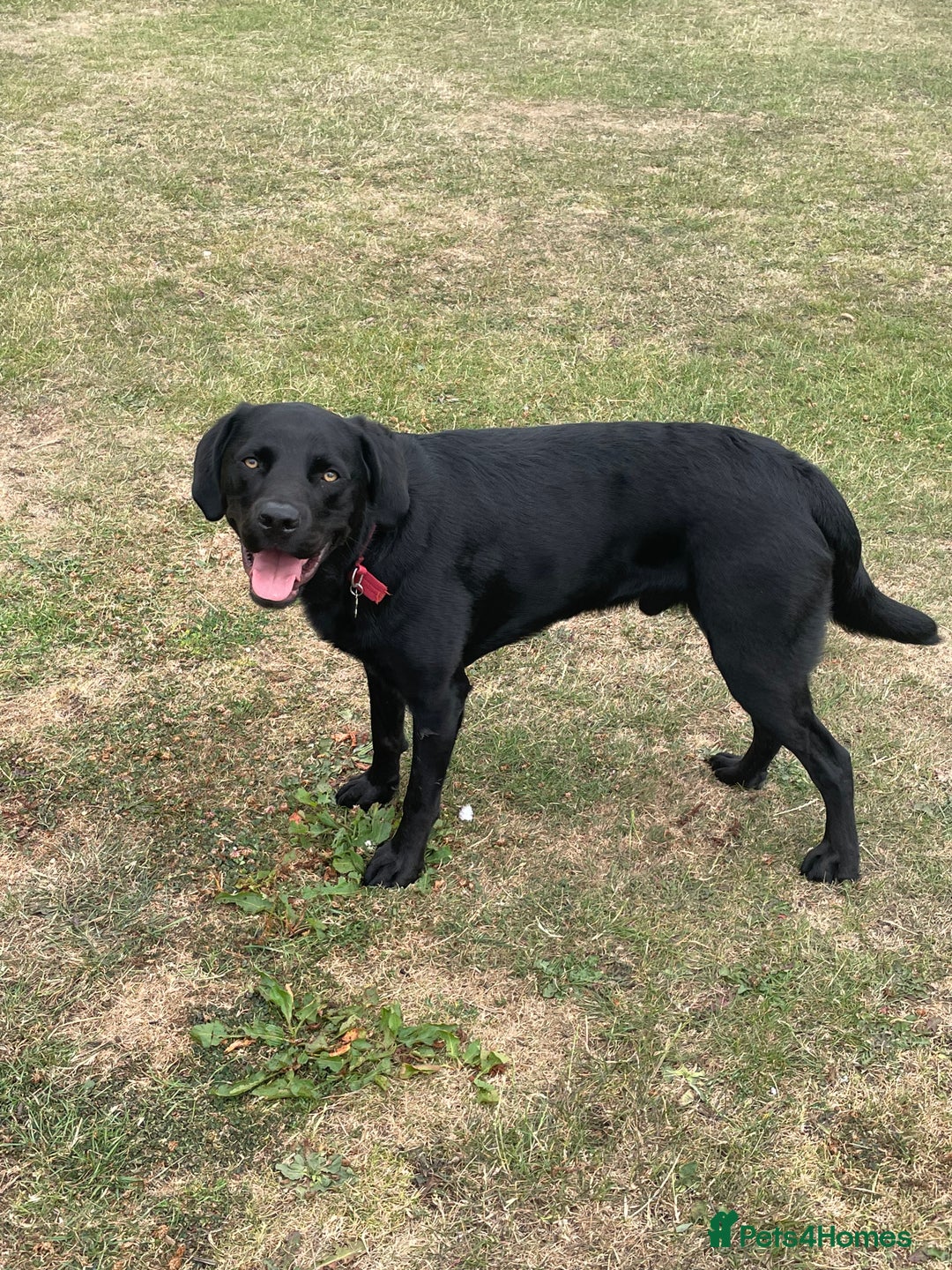 Labrador Retriever dogs for sale: Black Lab - Image 4