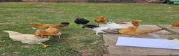 Hens poultry for sale: 3 month old  chicks in Nottingham - Advert 2