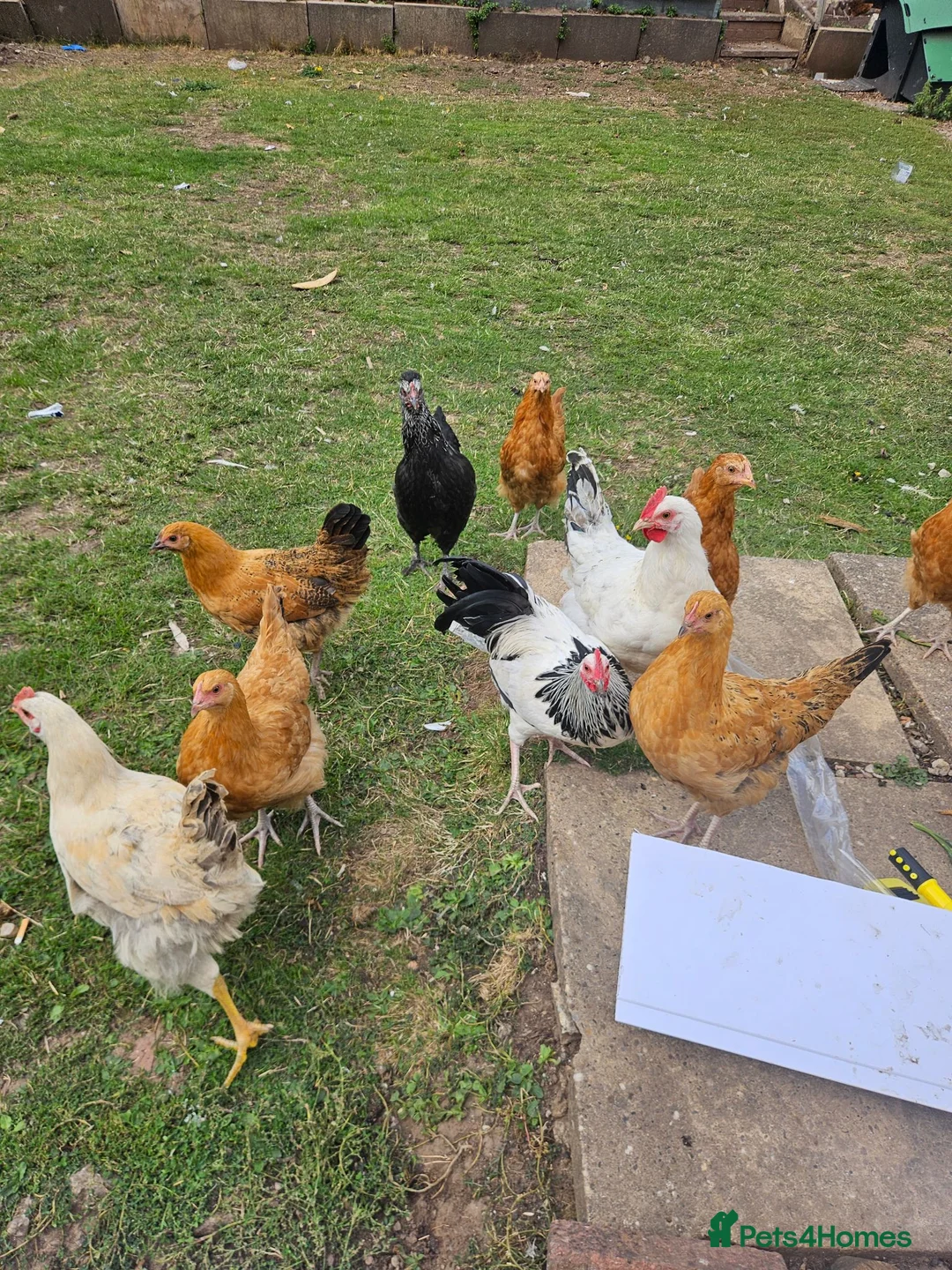 Hens poultry for sale: 3 month old  chicks in Nottingham - Advert 2