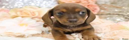 Dachshund dogs for sale: KC Miniature Dachshund Puppies - Advert 15