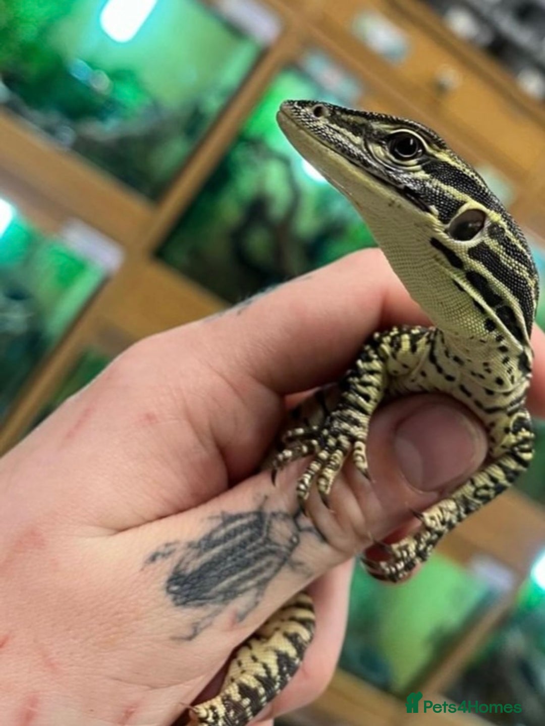 Monitor reptiles for sale: Baby Argus monitor  - Image 4