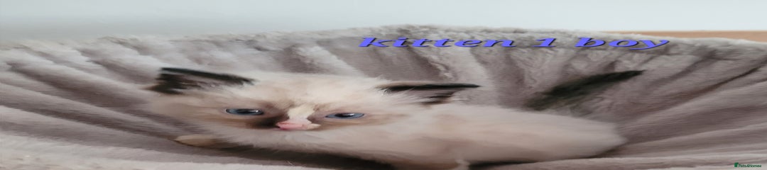 Ragdoll Kitten 1