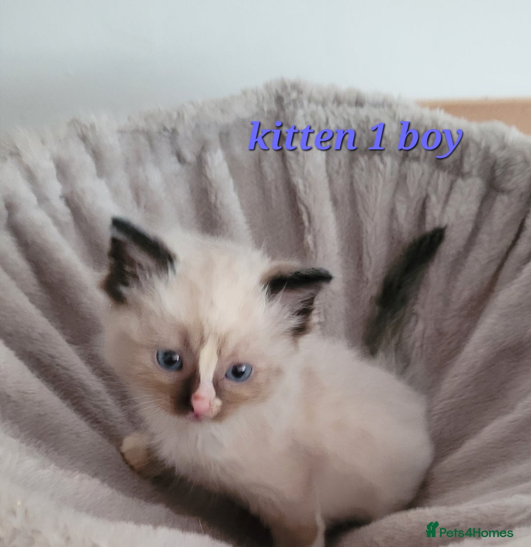 Ragdoll cats for sale: 5 Ragdoll kittens for sale Ready soon - Image 8