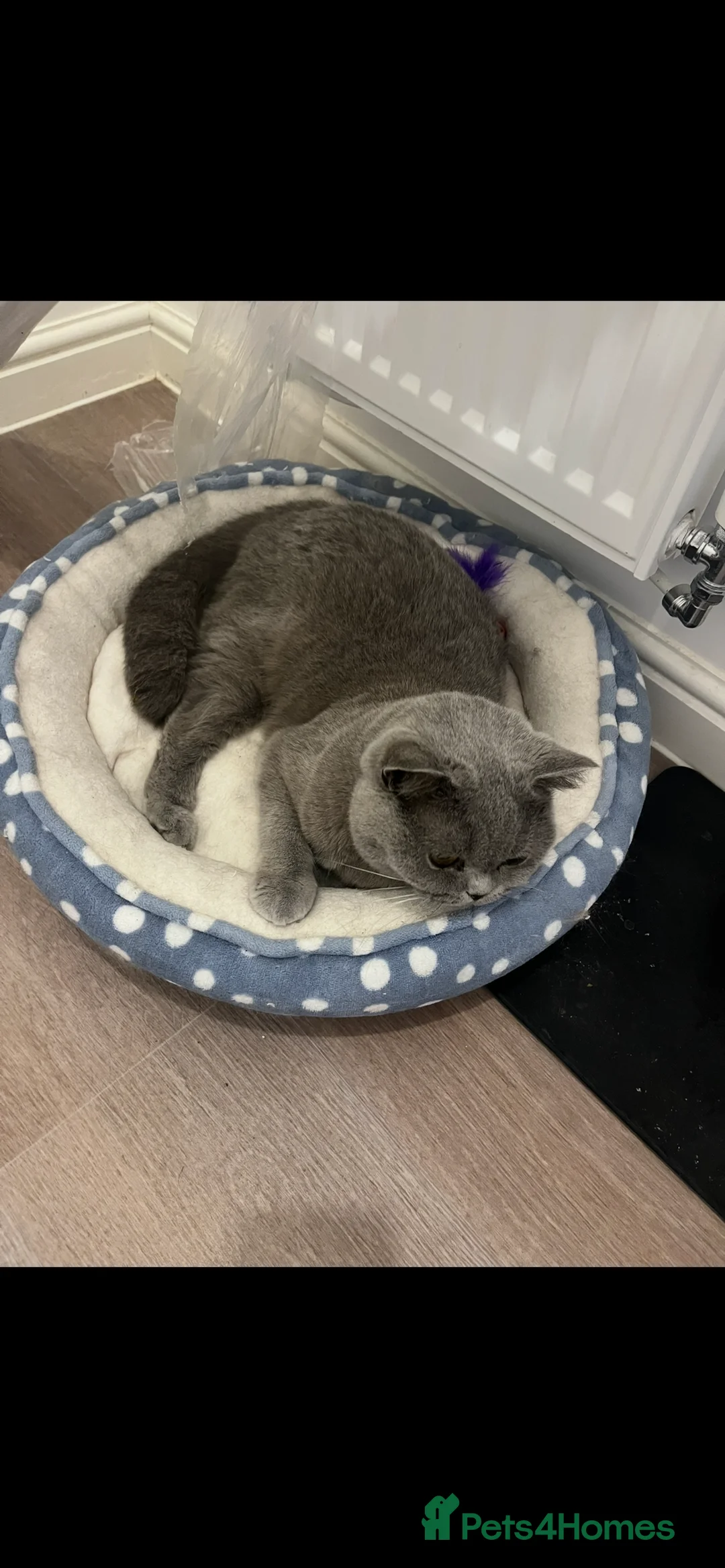British Shorthair cats for sale: Blue British shorthair  in Farnham - Advert 2