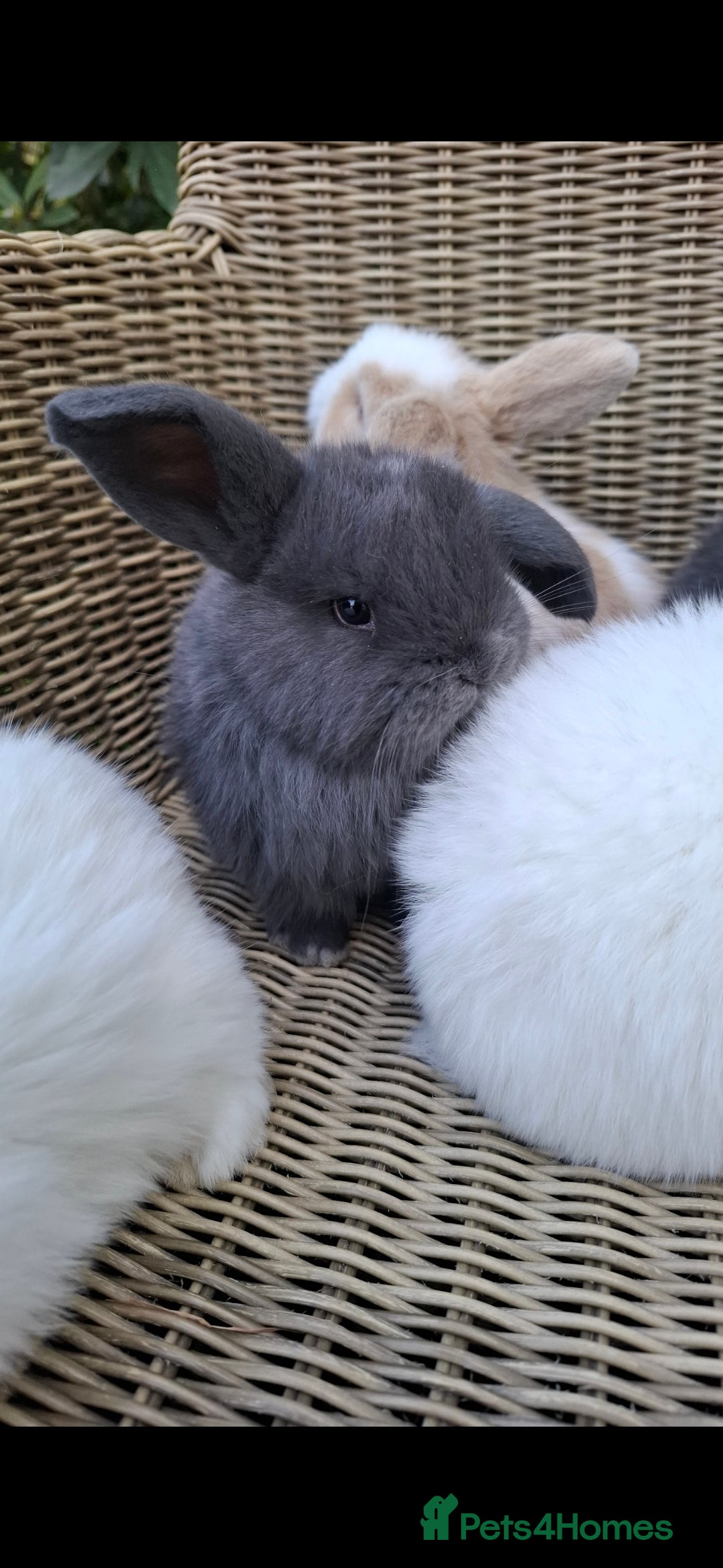 Mini Lop rabbits Bundles of fluff ready to reserve  - Advert 7