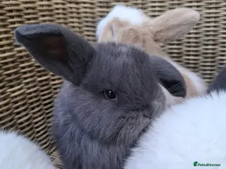 Mini Lop rabbits Bundles of fluff ready to reserve - Advert 7