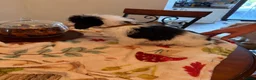 Mixed Breed dogs for sale: Bordoodles ready for there forever homes. - Advert 13