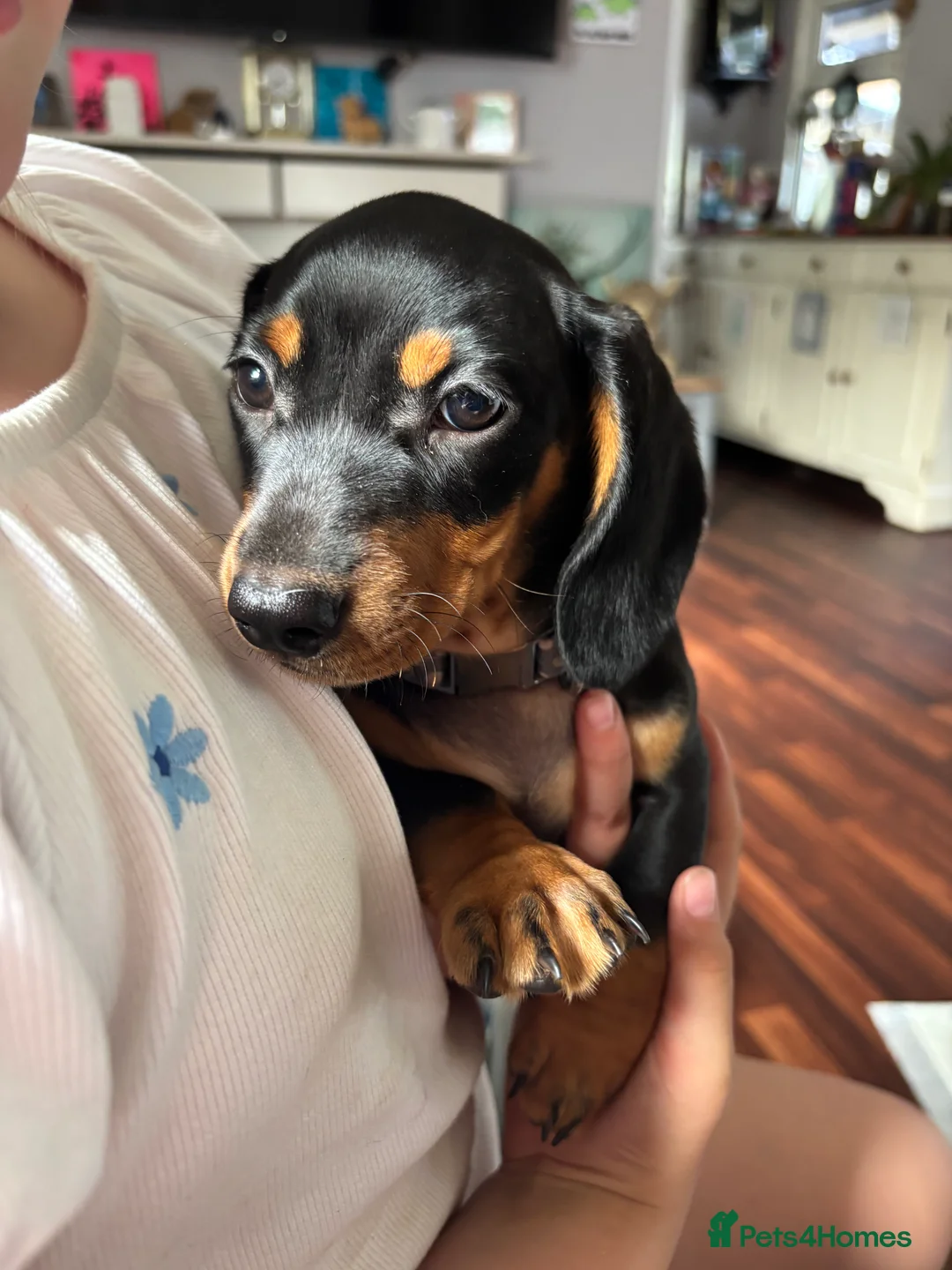 Miniature Dachshund dogs for sale: Male Dachund Puppies  - Advert 2