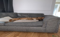 Mixed Breed dogs for sale: Well-Trained Pup Looking for His Forever Home - Image 3