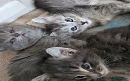 Mixed Breed cats for sale: Three incredibly beautiful kittens - Image 1
