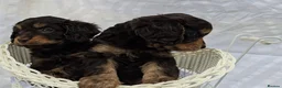 Cavapoo dogs for sale: Miniature rich chocolate & tan Cavapoo puppies  - Advert 9