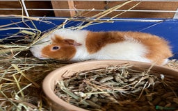 Guinea Pig rodents for sale: 2 boys  - Image 2
