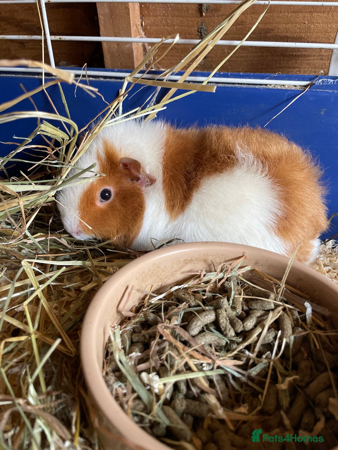 Guinea Pig rodents for sale: 2 boys  - Image 2