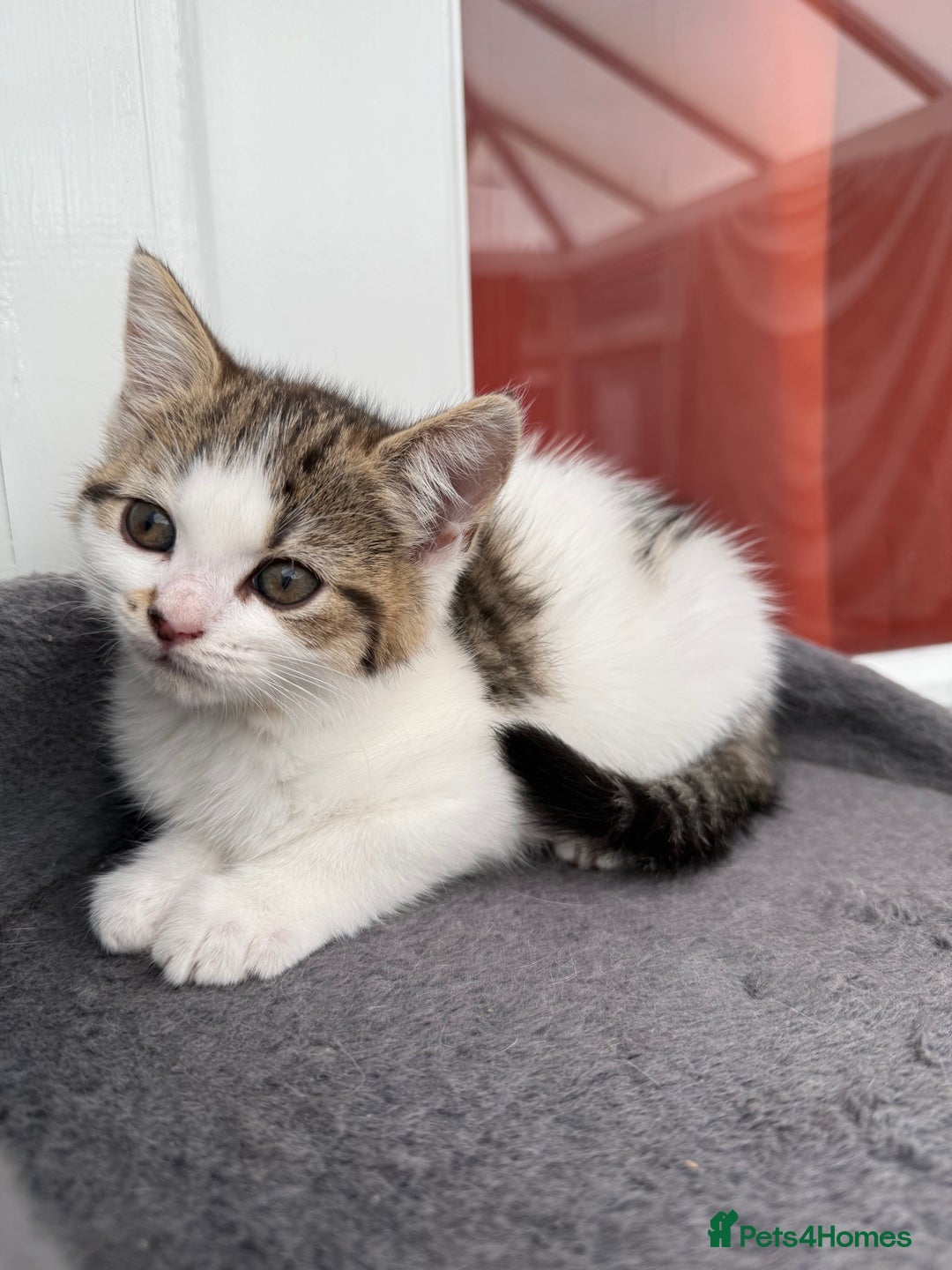 Norwegian Forest Cat cats for sale: Last beautiful girl  - Image 5