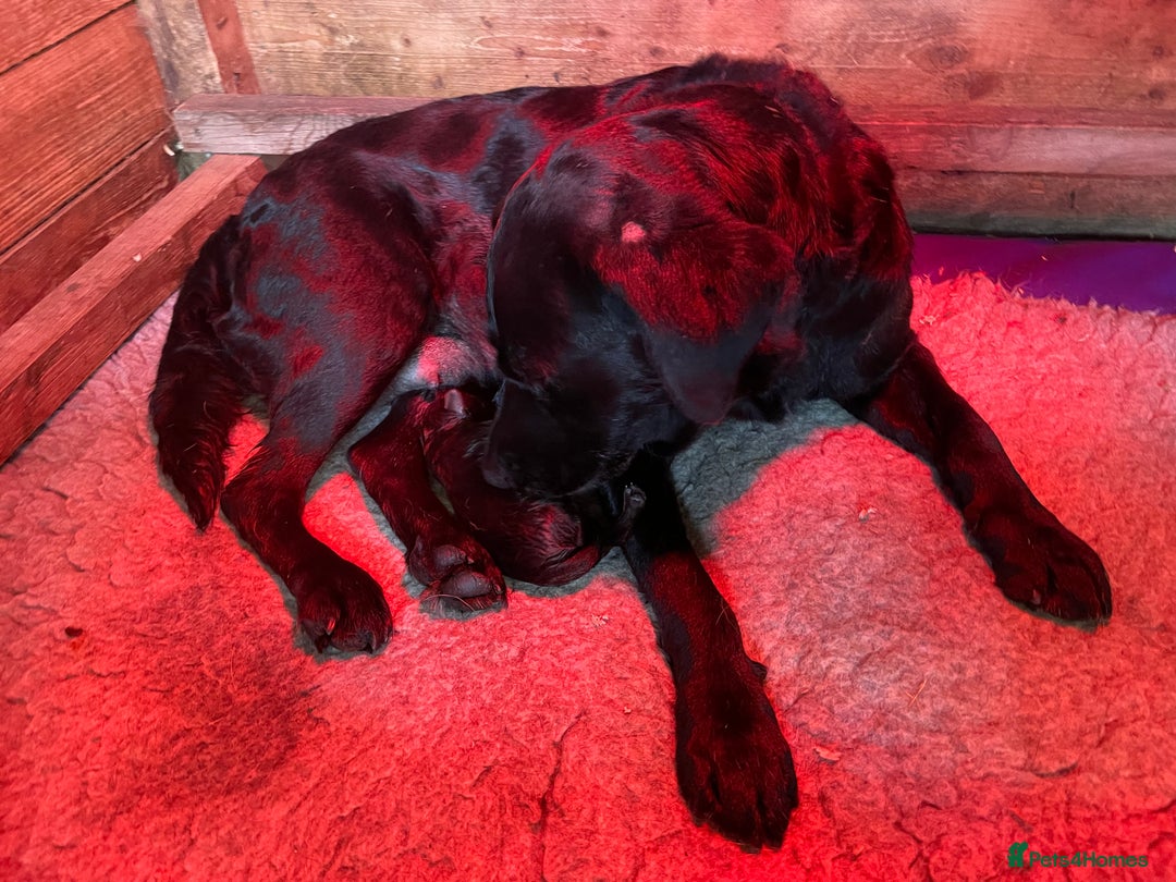 Labrador Retriever dogs for sale: LABRADOR PUPPIES 5 GEN ENHANCED PEDIGREE  - Image 12