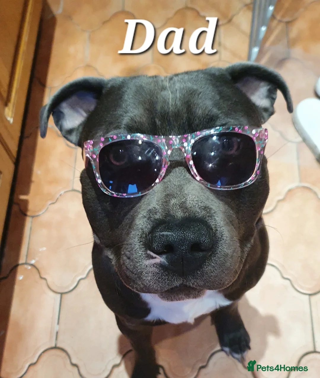 Staffordshire Bull Terrier dogs for stud: BLUE Proven 50+ litters, natural and artificial  in Erith - Advert 4