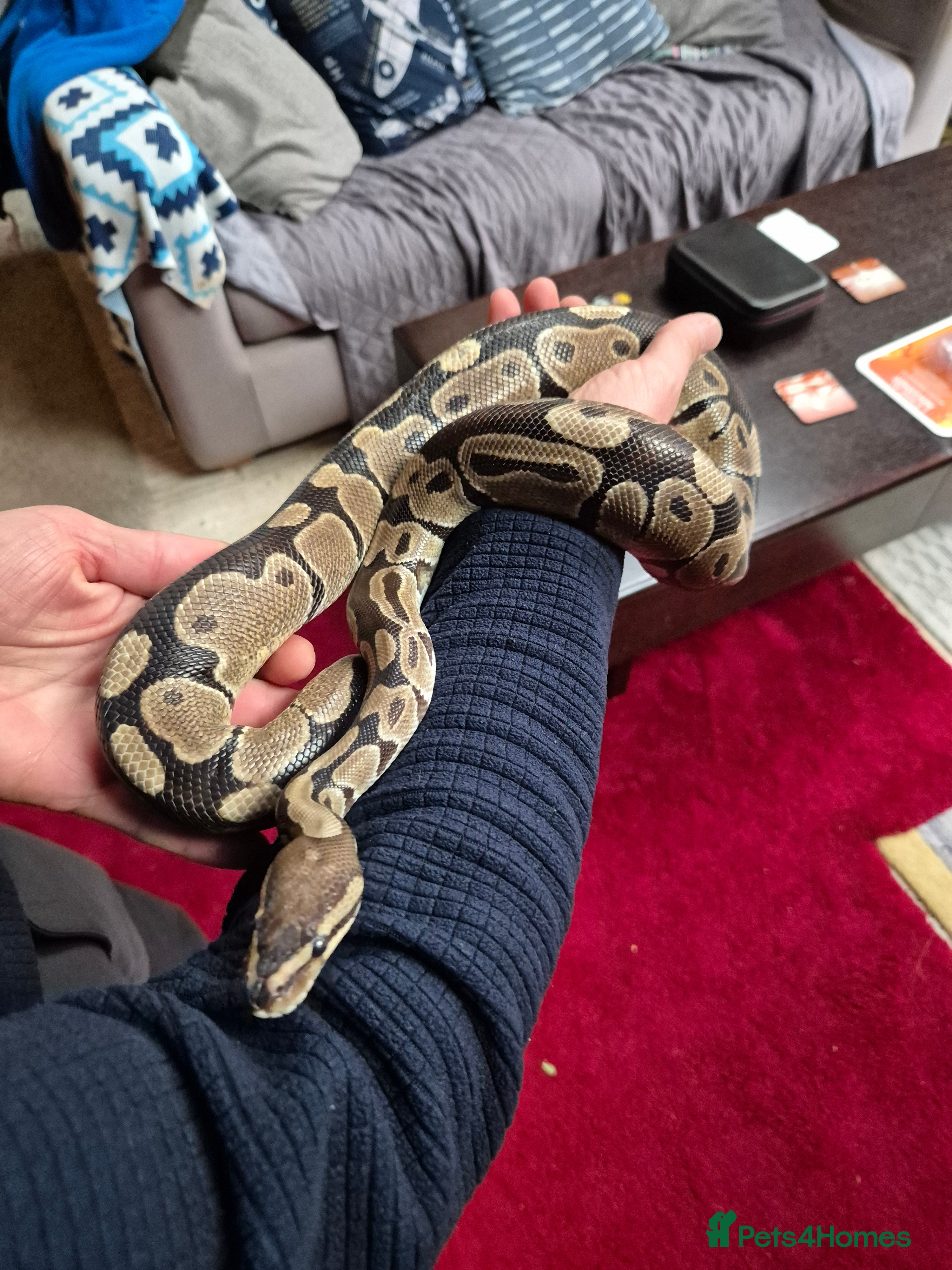 Python Snake reptiles Royal python with full Vivarium set up - Advert 1