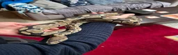 Python Snake reptiles for sale: Royal python with full Vivarium set up - Advert 1