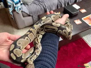 Python Snake reptiles Royal python with full Vivarium set up - Advert 1