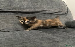 Mixed Breed cats for sale: Mixed kittens ready to go early december - Image 16