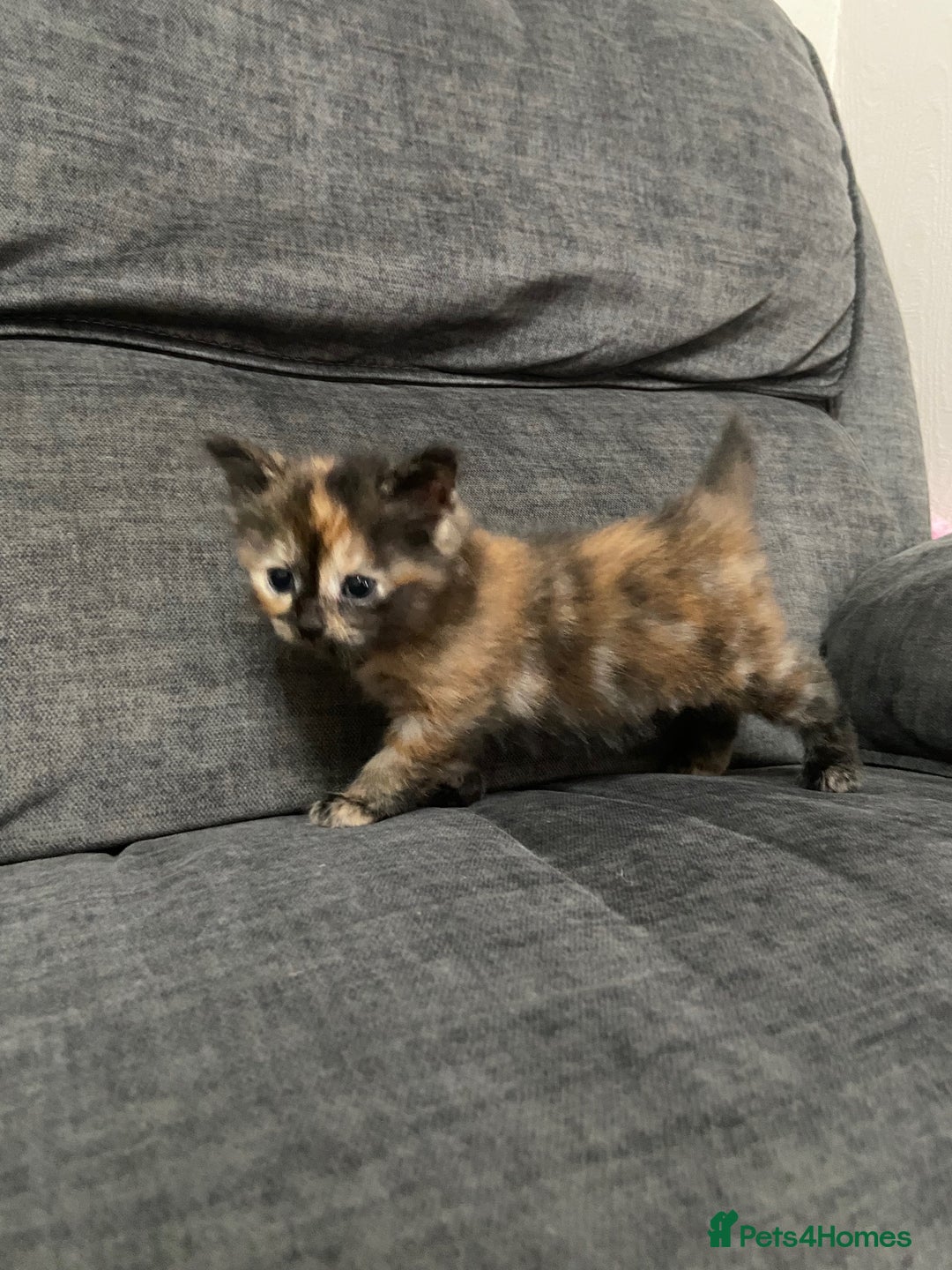 Mixed Breed cats for sale: Mixed kittens ready to go early december - Image 16